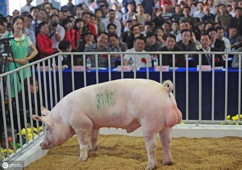 南丁格爾豬配種 北京奥運會